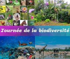 Journée de la biodiversité